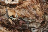 Colorful, Free-Standing, Polished Petrified Wood - Madagascar #199041-3